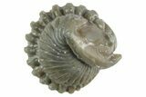 Wide Enrolled Flexicalymene Trilobite - Mt Orab, Ohio #380279-1